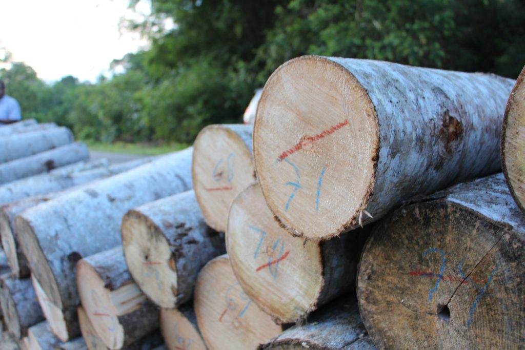 Wood species Lightwood